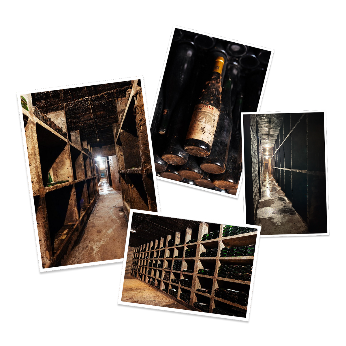 Wartime and challenges in Mosel viticulture